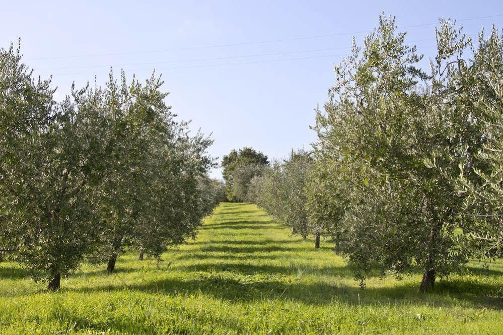 Villa Campestri Olive Oil Resort Vicchio Exterior photo